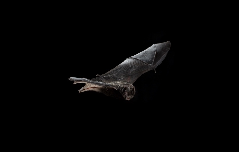 Mopsfledermaus_Klaus_Echle Mopsfledermaus_Klaus_Echle