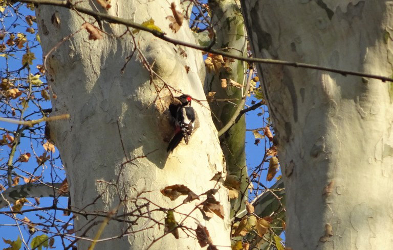 Platanen Freiburger Institut für angewandte Tierökologie