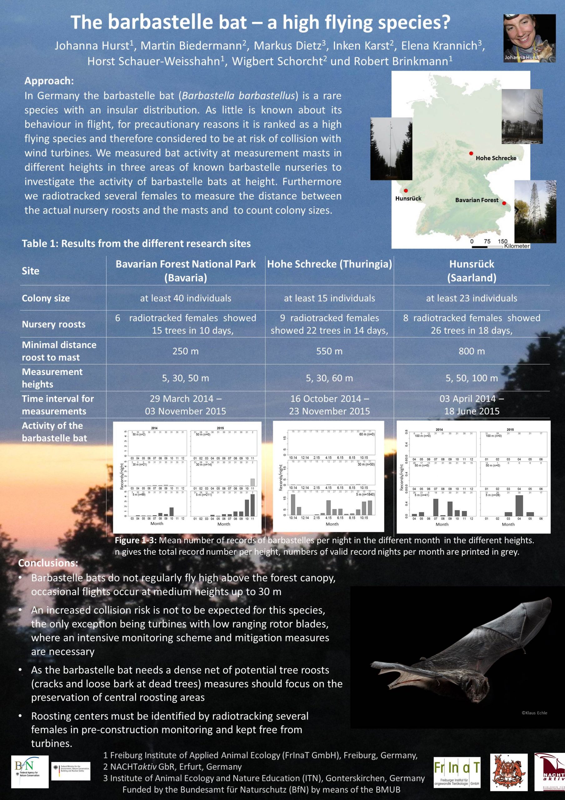 The_barbastelle_bat__a_high_flying_species_Hurst