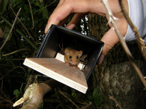 artenschutz-ffh-vertraeglichkeit