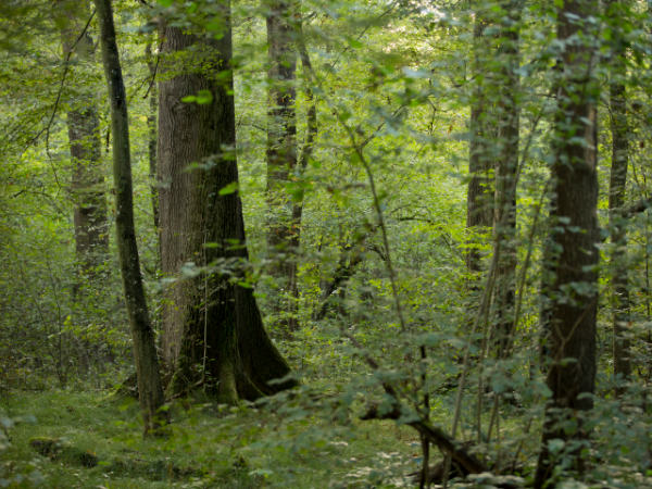 schutzgebietsplanungen-artenschutzprogramme