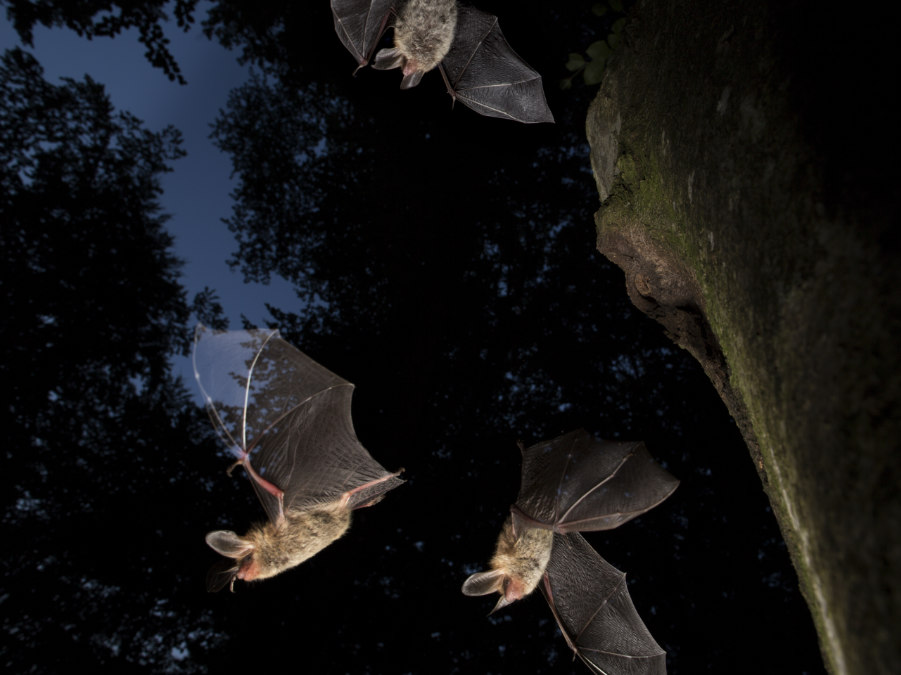 Freiburger Institut für angewandte Tierökologie