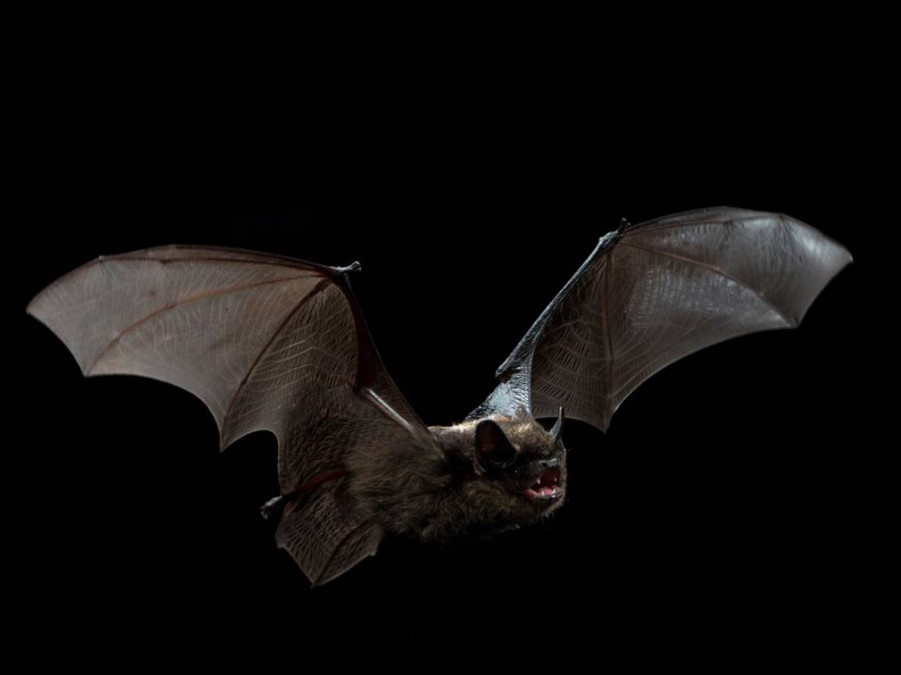 Freiburger Institut für angewandte Tierökologie