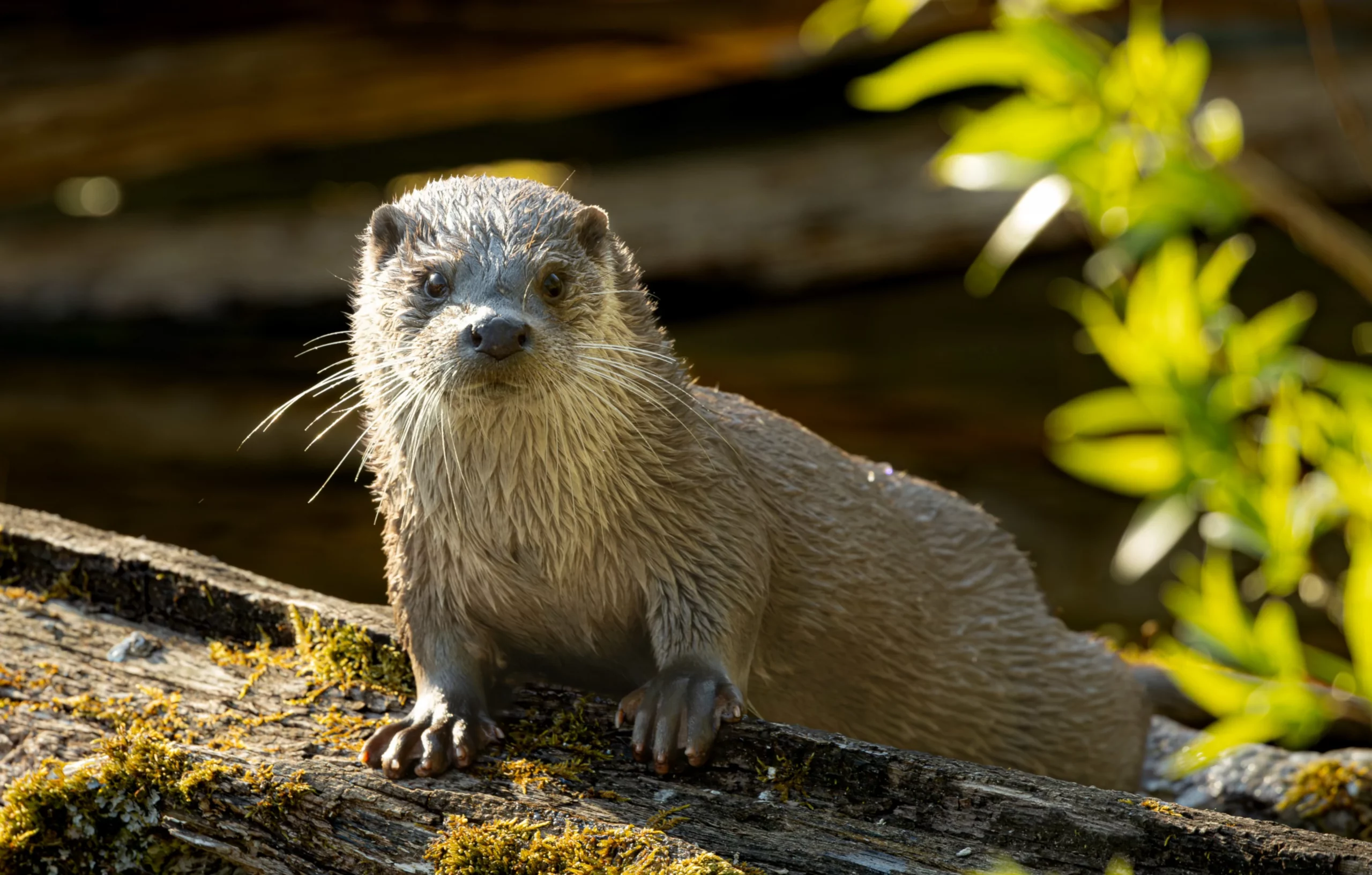 Fischotter Freiburger Institut für angewandte Tierökologie